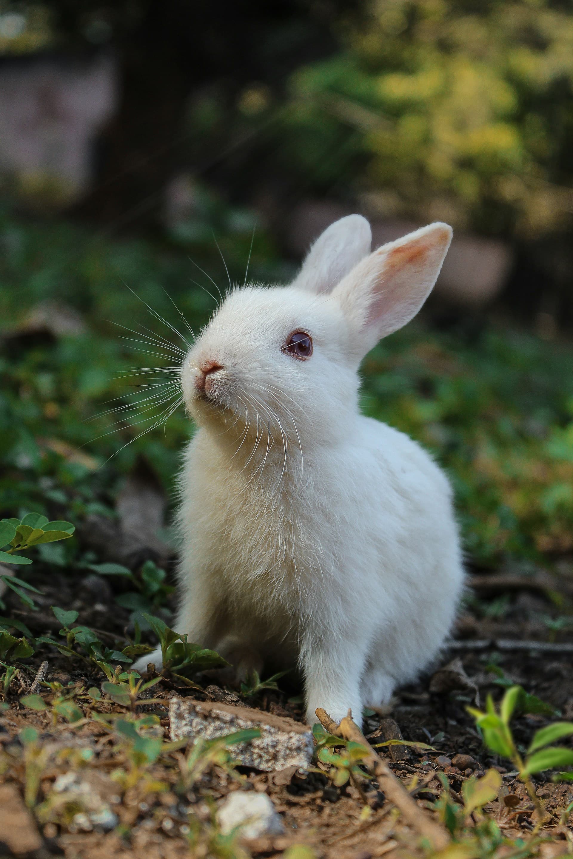 Luxury rabbit habitat in a warm interior